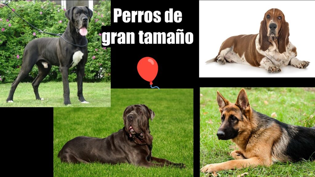 un perro necesita su bazo